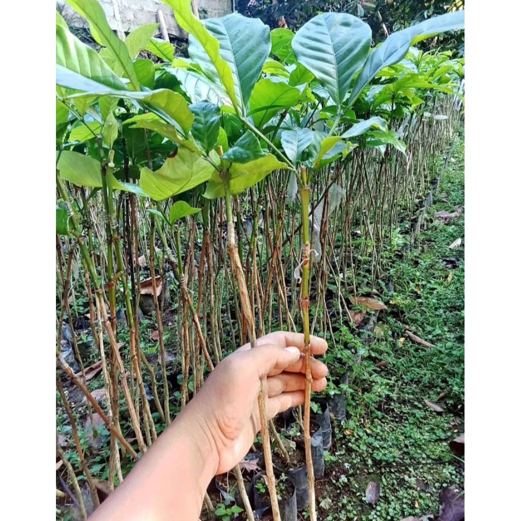 bibit kopi robusta sambung satu paket isi 3pohon