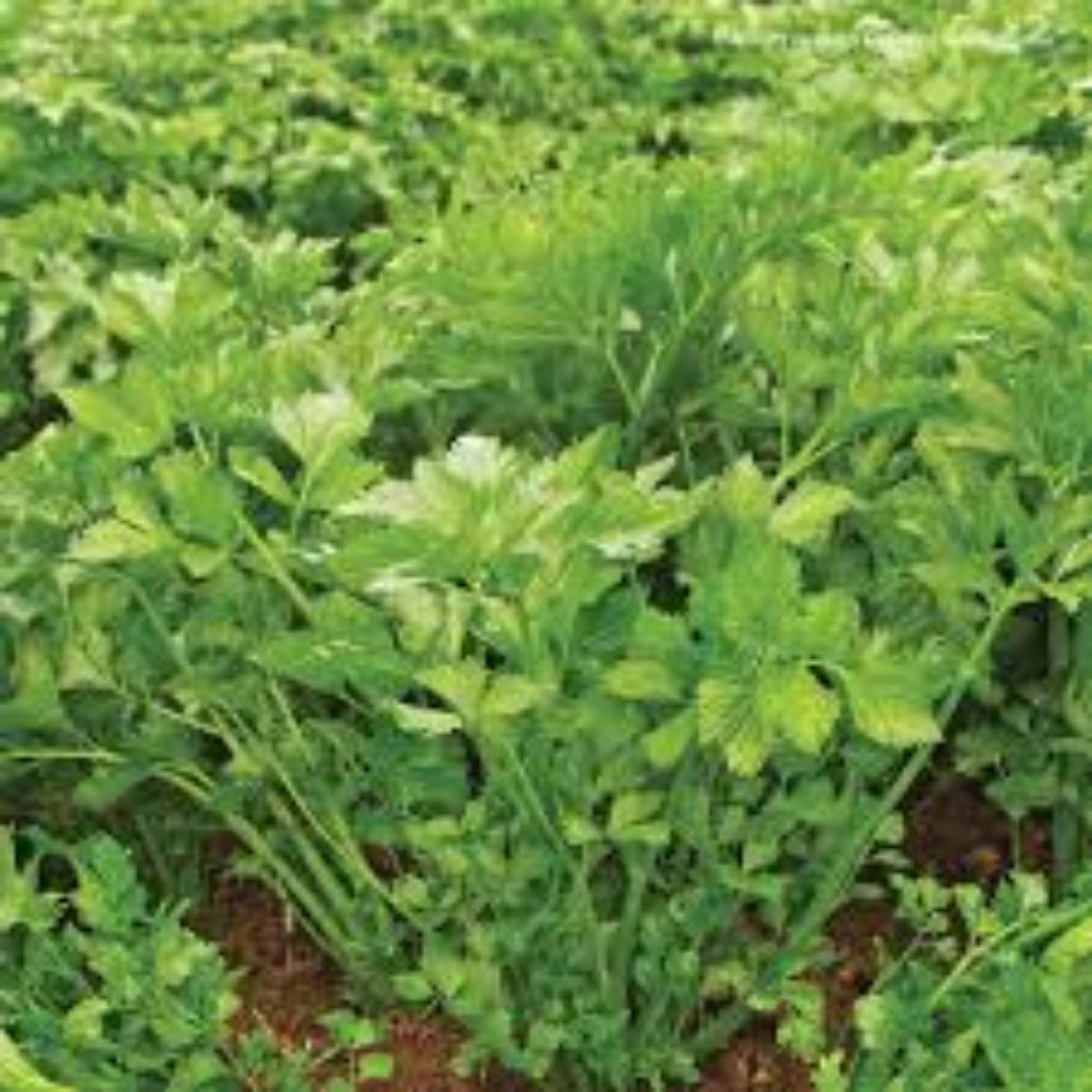 Benih SELEDRI AMIGO / Hidroponik 200 biji