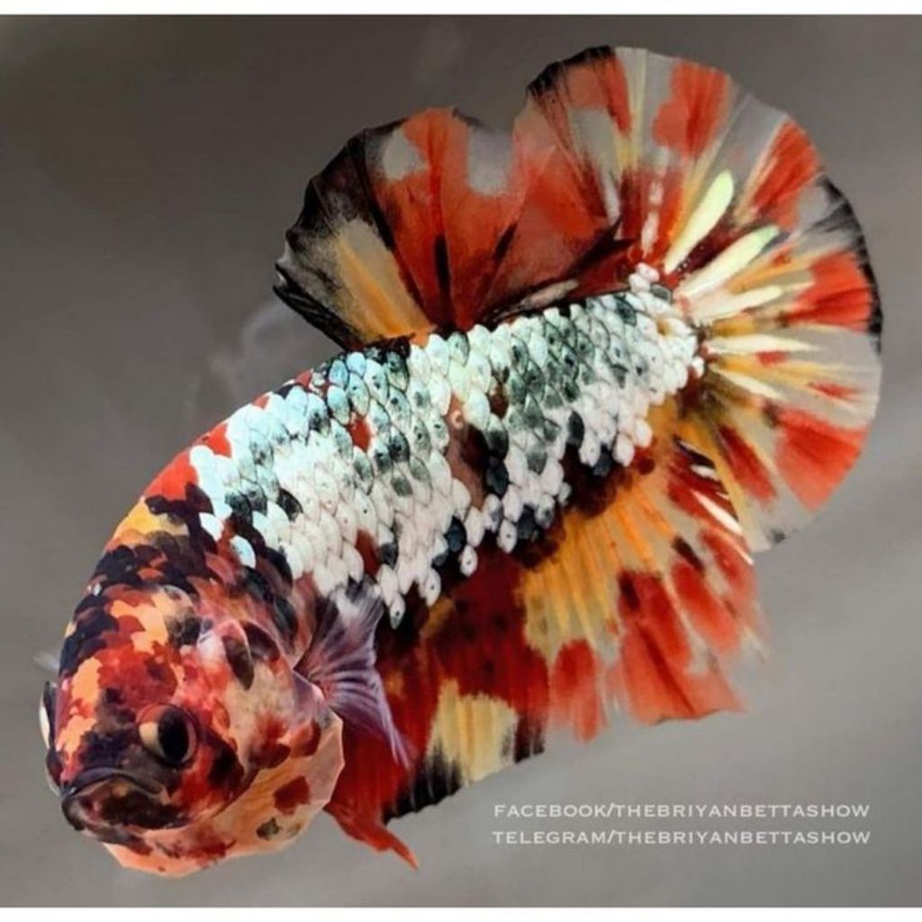 1 pair Giant Betta Fish Multicolor (adult)