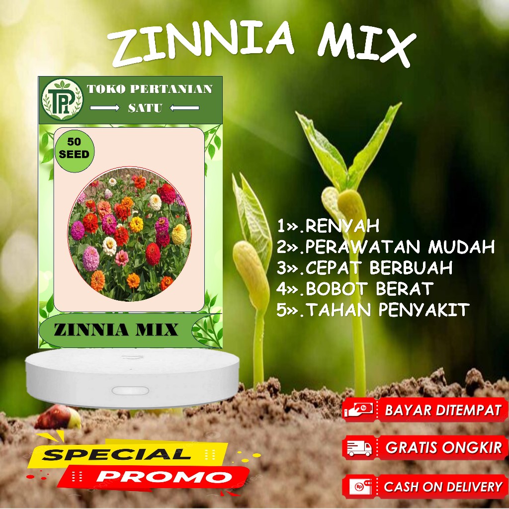 BIJI BENIH 100 BUNGA ZINNIA MIX COLOR BUNGA MINI ZINNIA BUNGA KERTAS BUNGA PAKAN LEBAH KLANCENG TRIG