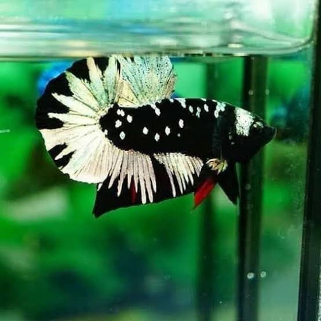 Hiasan Aquarium Cupang Avatar Cooper