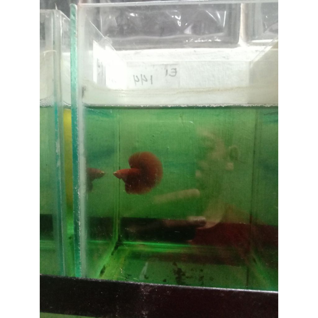 BARU ,Ikan cupang kontes halfmoon red Bahanan kontes size under baby
