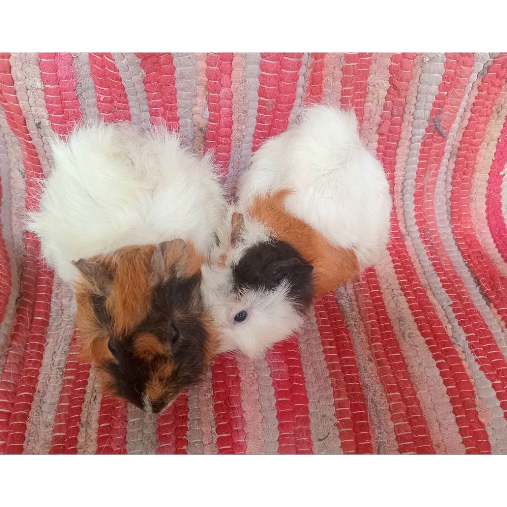 Sepasang Marmut Hias Jenis Abisyian