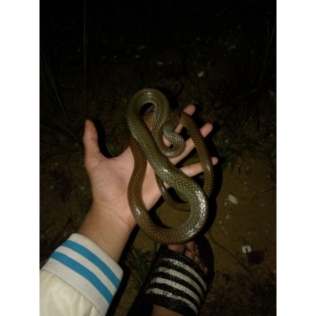 mainan Ular koros ptyas koros peliharaan atau pakan hewan murahh