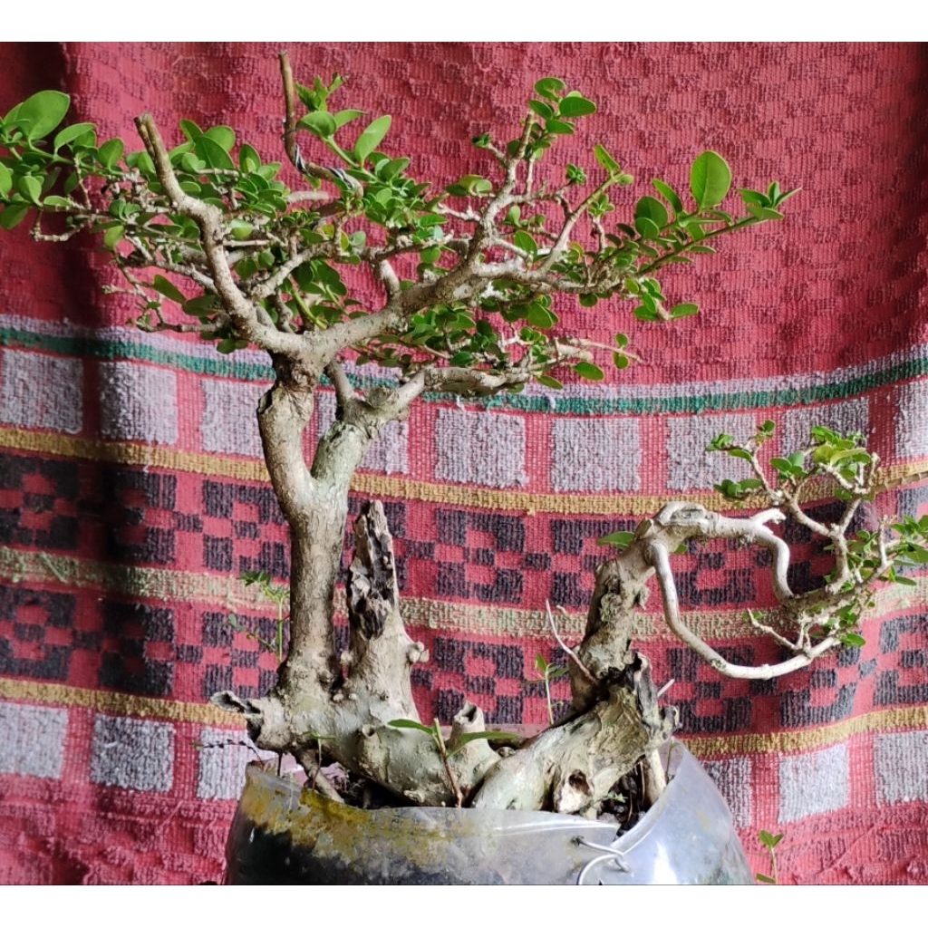 bonsai sancang bonsai jadi siap pajang bonsai siap kontes