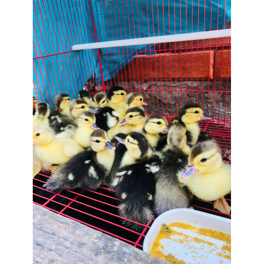 DOE( MINTIE) Anakan Entok SUPERRAN /JUMBO Pedaging