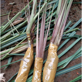 BIBIT SERAI/SEREH MERAH SEGAR ASLI