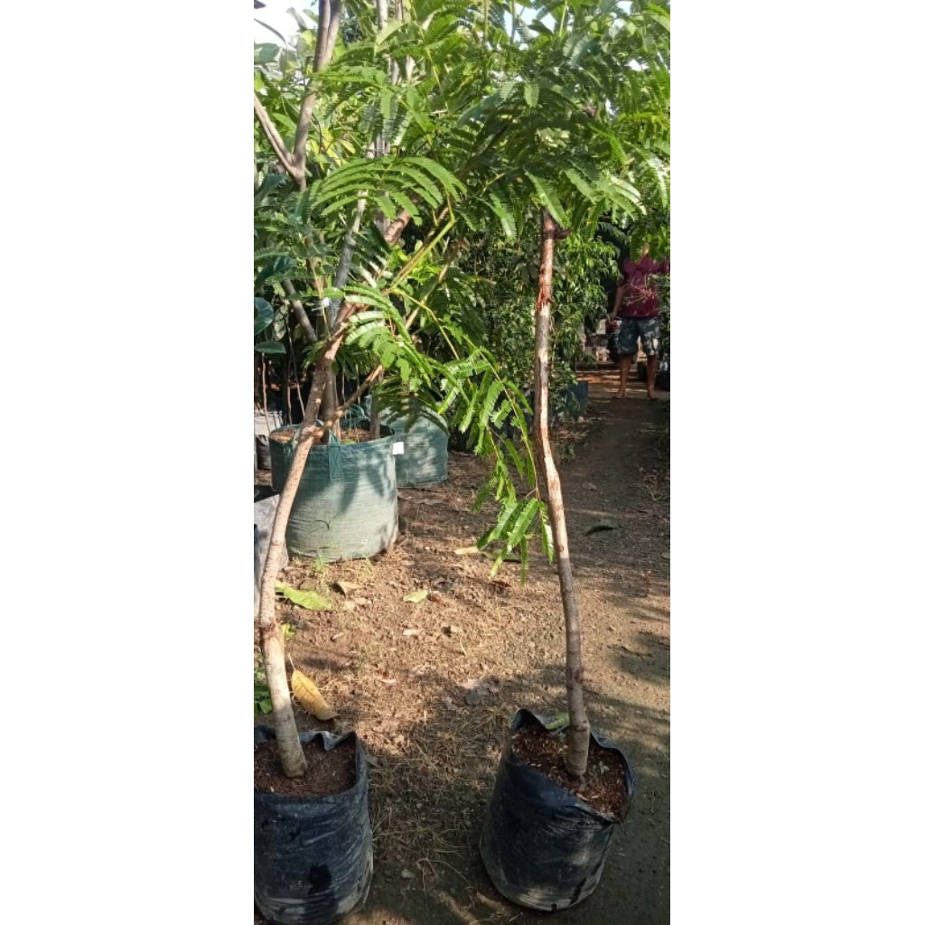 bibit petai okulasi batang besar