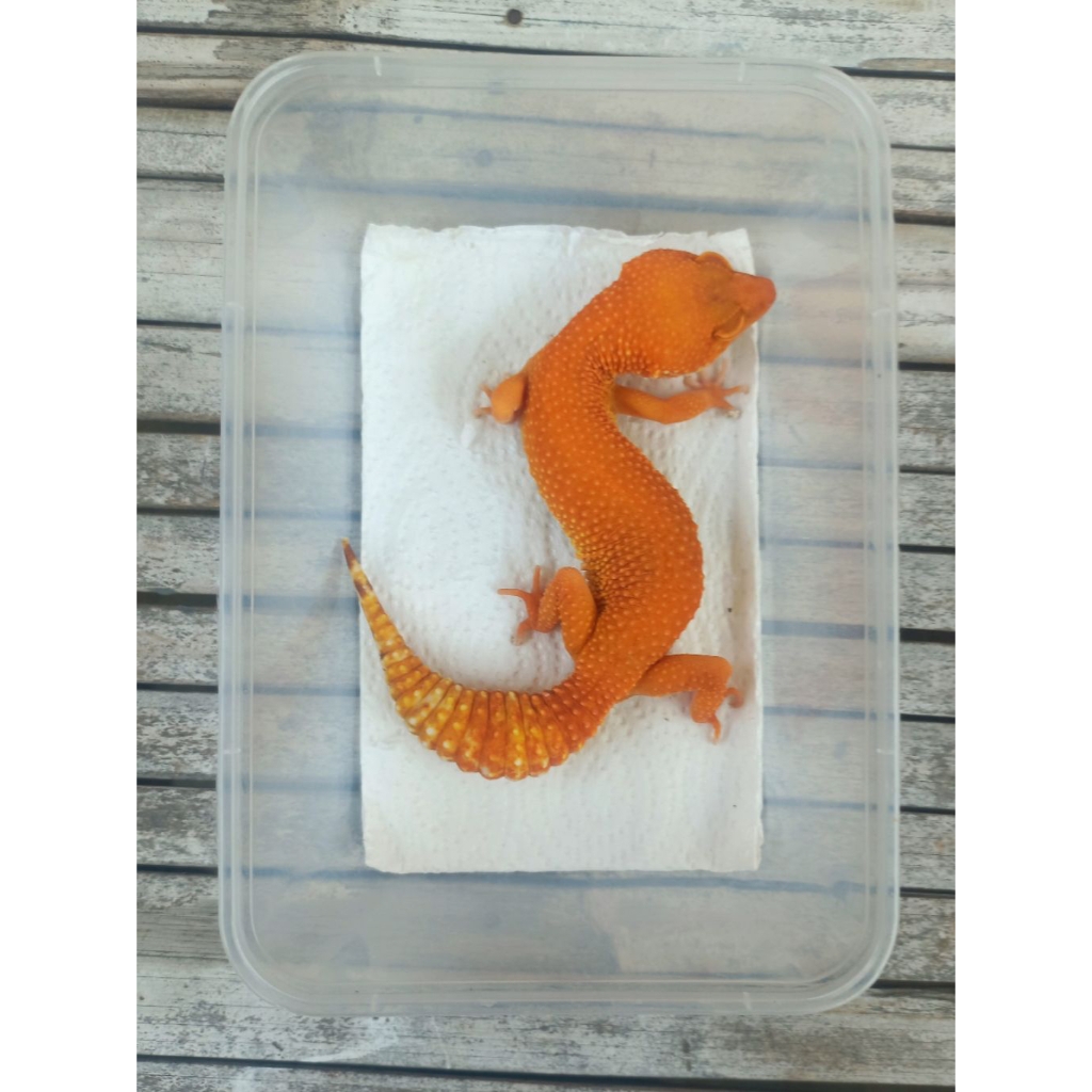 MAINAN GECKO SUNGLOW TOMATO