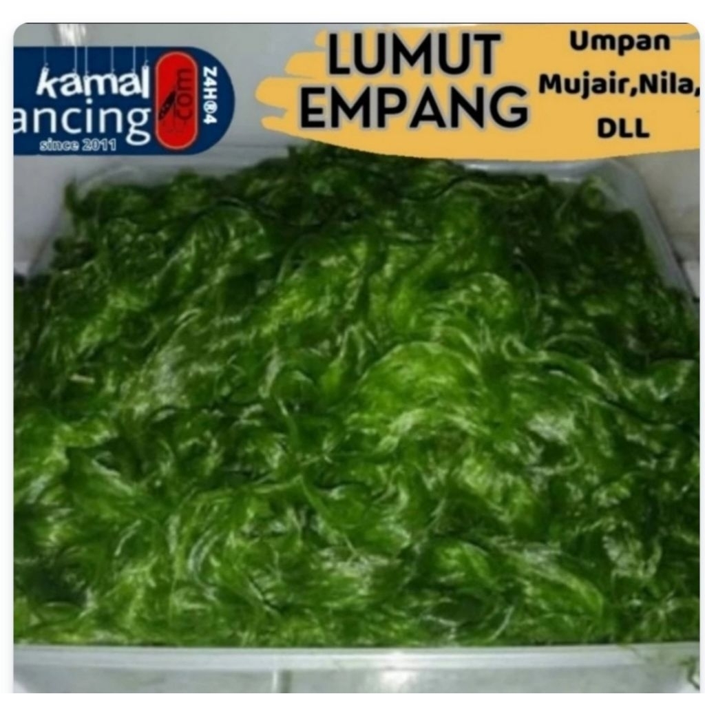 Lumut Halus /Lumut Empang /Pakan Ikan  /Umpan Mancing Mujair /Nila