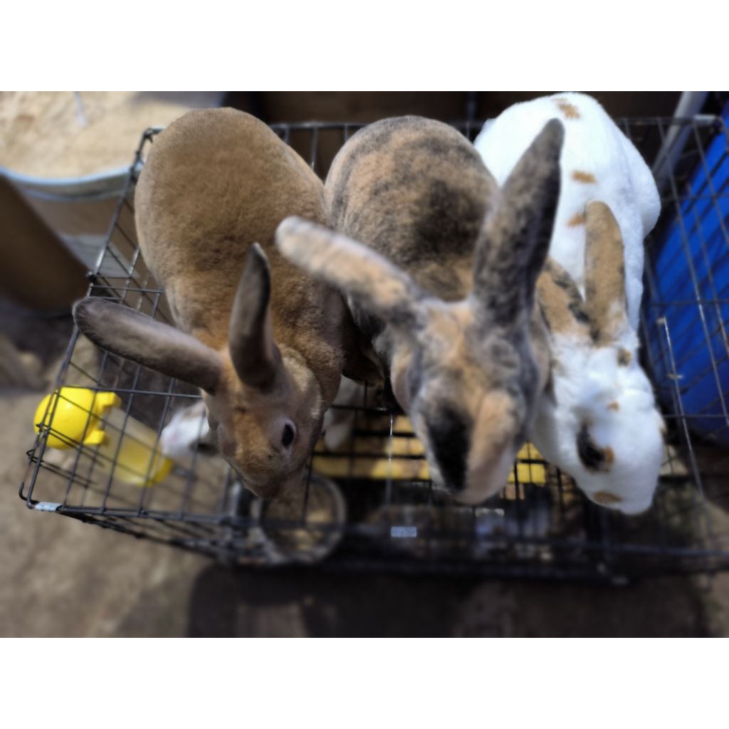 kelinci hias jenis rex jantan usia 7 bulan