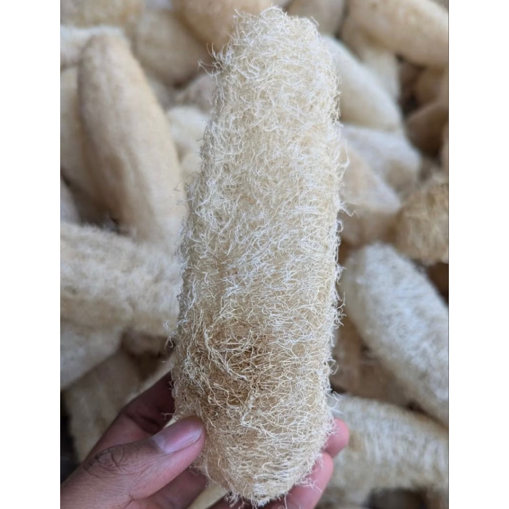 Loofah Sponge | Gambas Oyong Kering | Sortiran