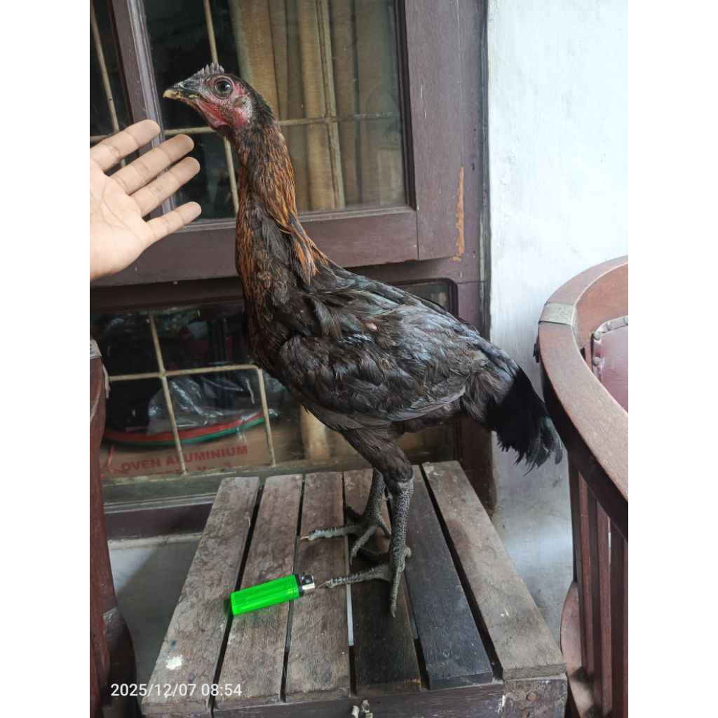 ayam pelung babon betina