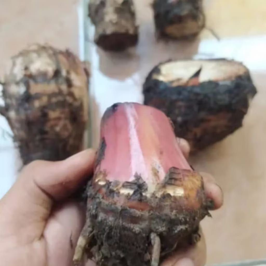 bibit pohon pisang batu merah