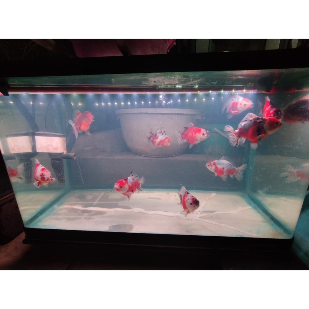 Koki Oranda Calico 9-10cm