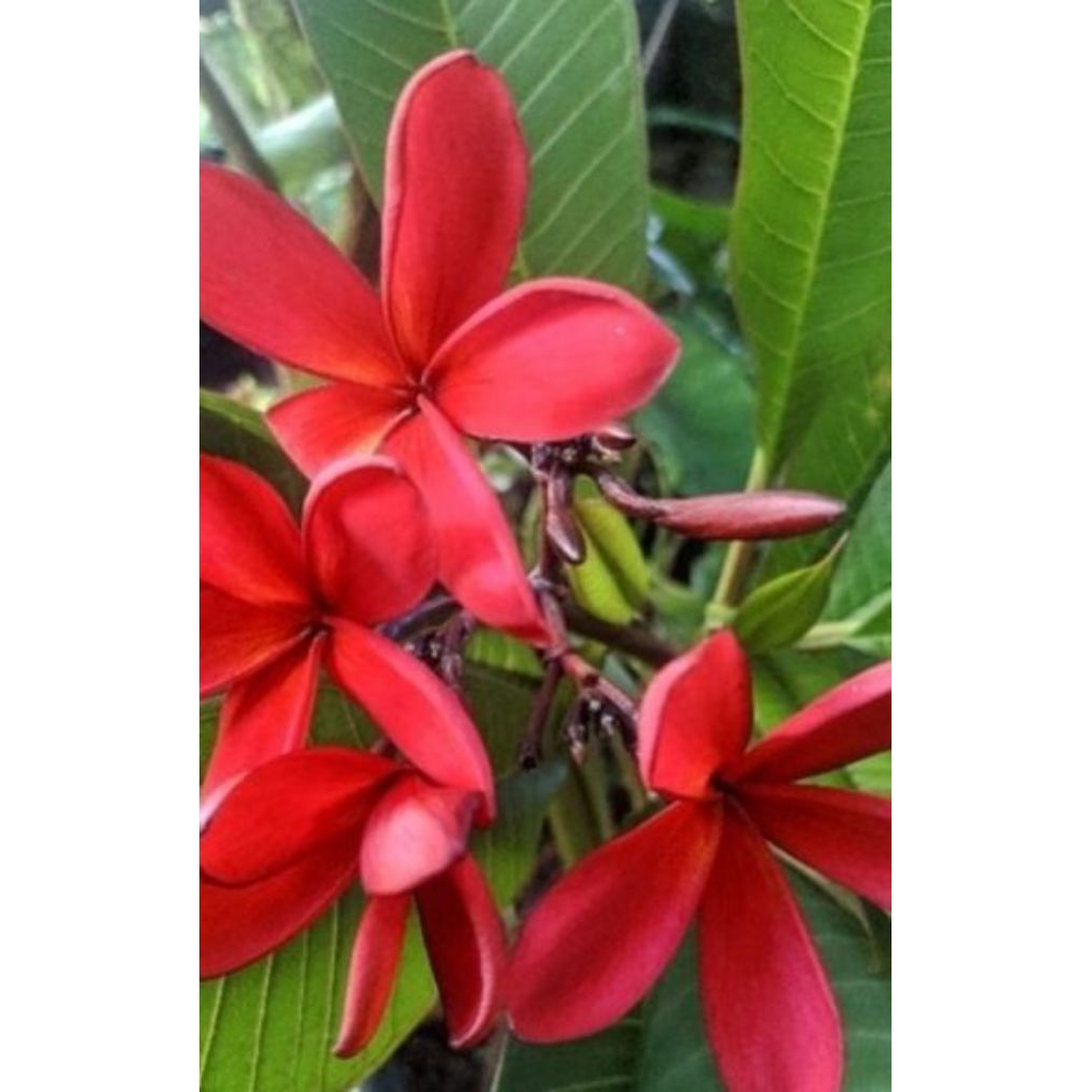 Bibit tanaman kamboja plumeria warna merah fanta