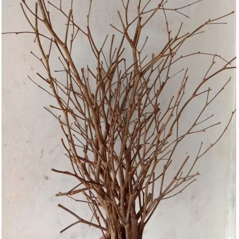 10 pcs Ranting Kayu Kering Bercabang Elastis Dekorasi Dinding 40cm