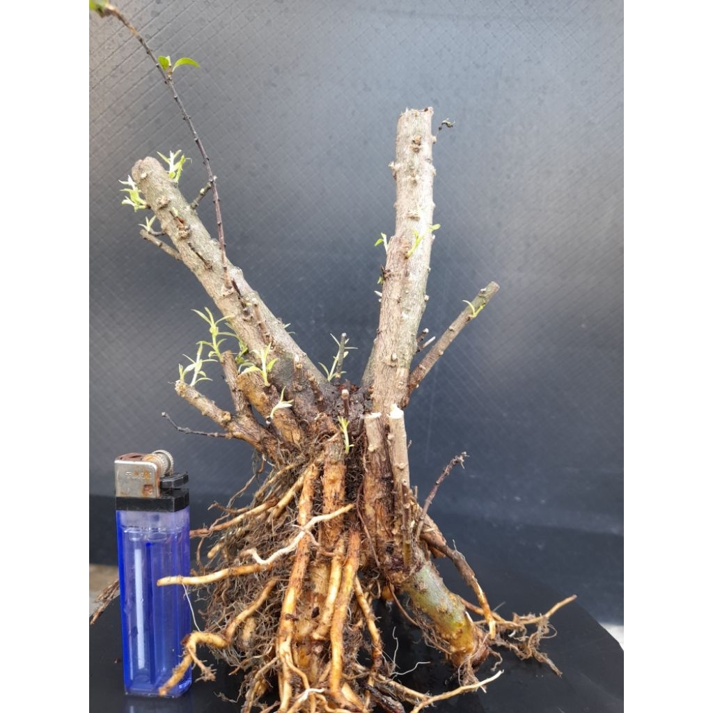 Bahan Bonsai Anting Putri Batang Putih Gaya Twin Program Akar Size Small Real Pict