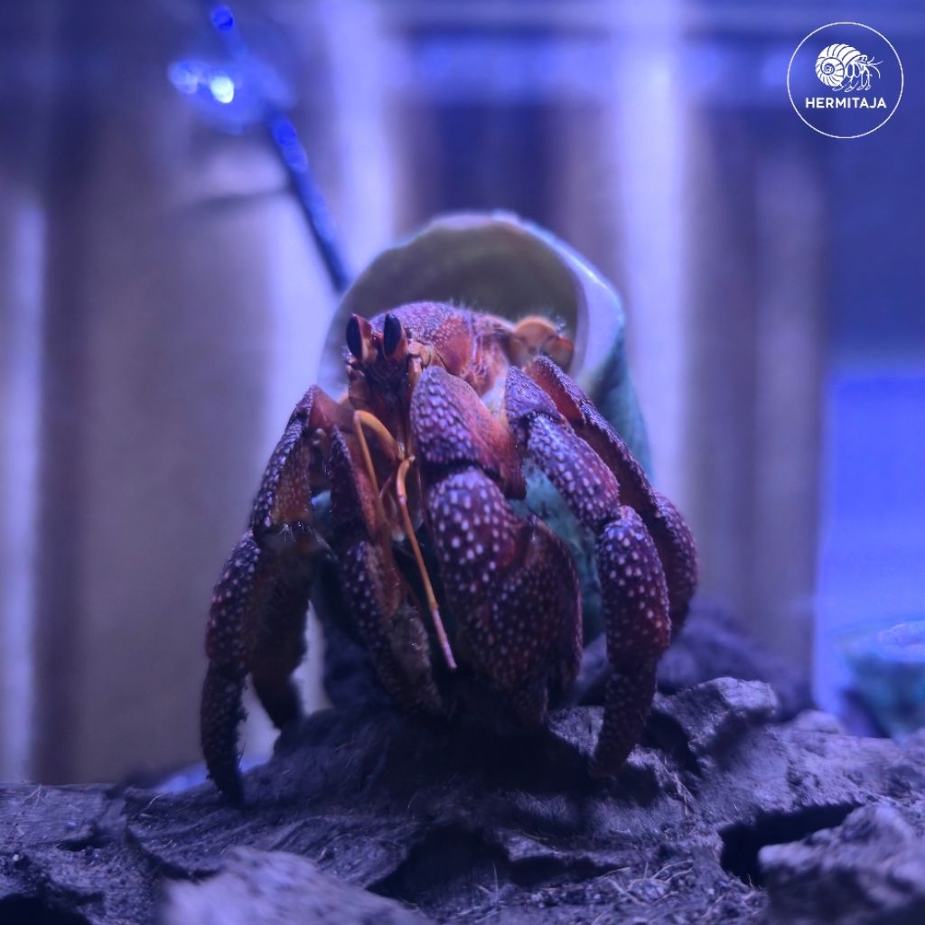 Kelomang Coenobita Perlatus Varian Dark Size XL dengan Cangkang Turbo Imperialis