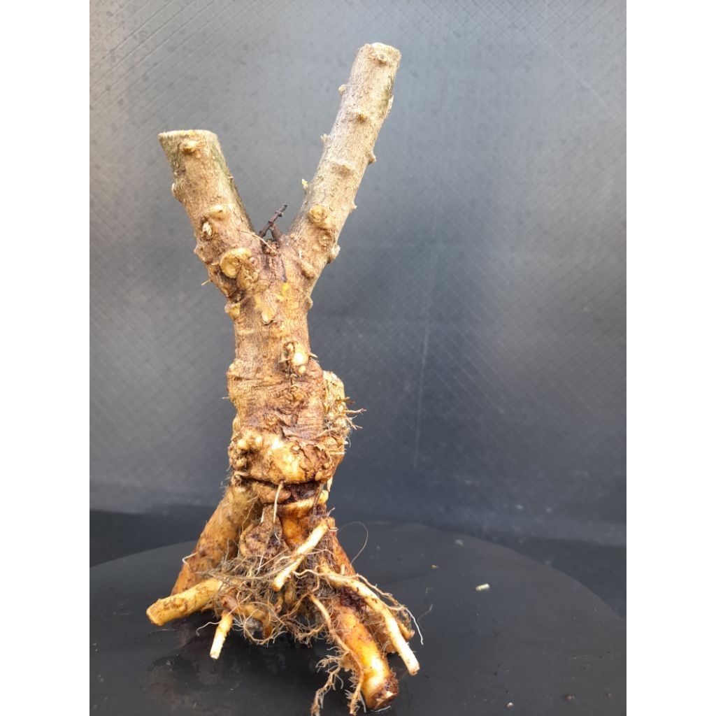 Bahan Bonsai Anting Putri Mikro Batang Putih Progam Akar Gaya Twin Size Small Real Pict