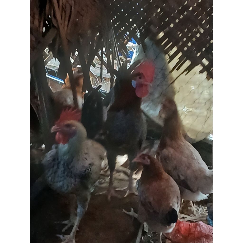 ayam petelur elba dewasa umur 6 bulan lebih