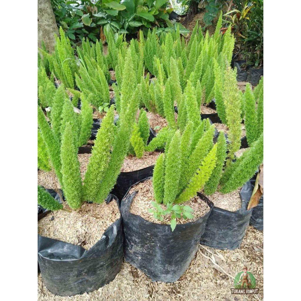 Tanaman hias pakis asparagus ekor tupai atau pakis ekor rubah