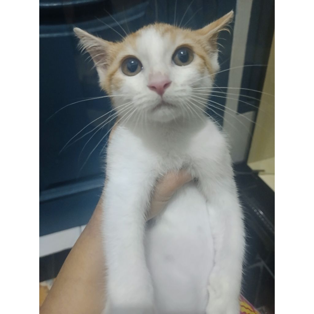 Kitten Scottish Straight mix Munchkin BSH