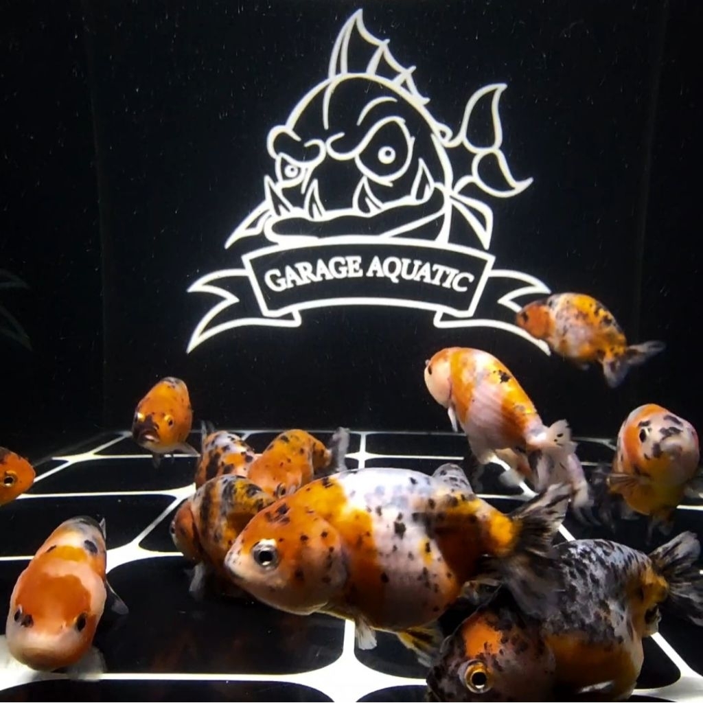(INSTANT) IKAN KOKI RANCHU CALICO IKAN HIAS AQUARIUM KOLAM
