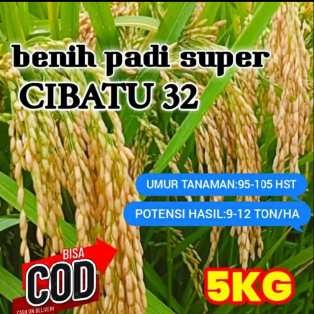 benih padi Cibatu 32 super kemasan 5kg