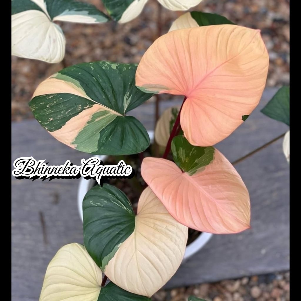 Tanaman Hias Homalomena Rubescens Pink Variegated Variegata Varigata Hamalomena Real Pict Murah Ekon