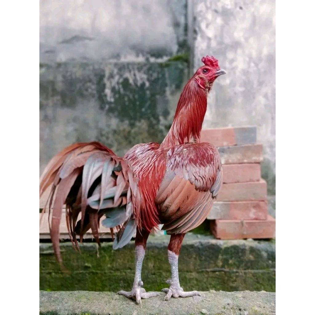 TELUR  AYAM MANGON ORI THAILAND untuk ditetaskan