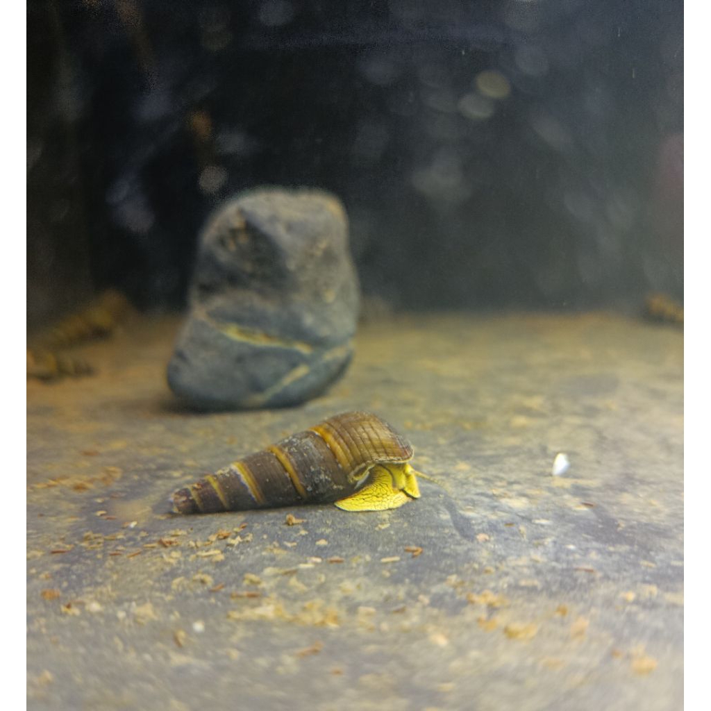 Keong Sulawesi Rabbit Snail Yellow