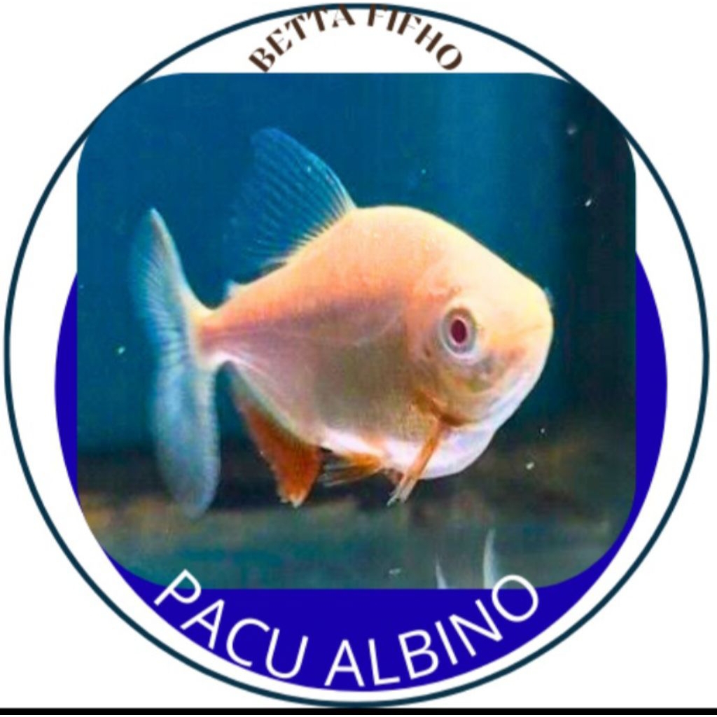 HIASAN air pacu ALBINO