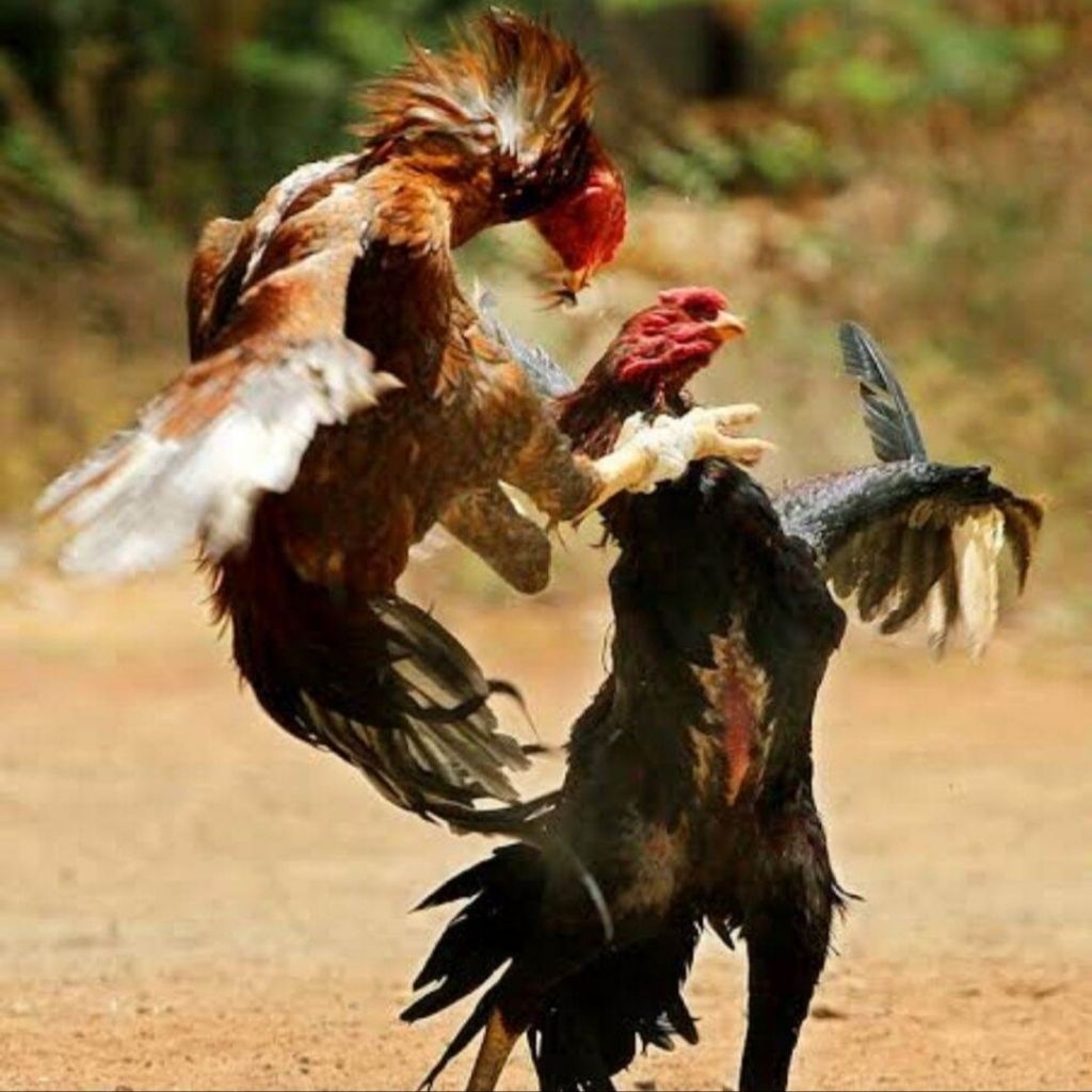 Kapsul Mental Ayam Tarung 25 Kapsul | Kapsul Menaikan Mental Ayam | Kapsul Ayam Mental