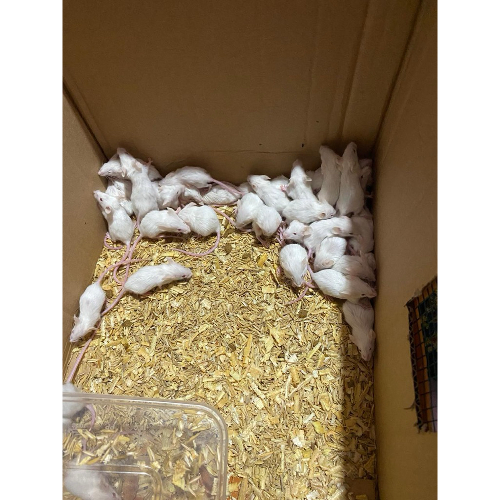 Mencit Putih (Paket Indukan)