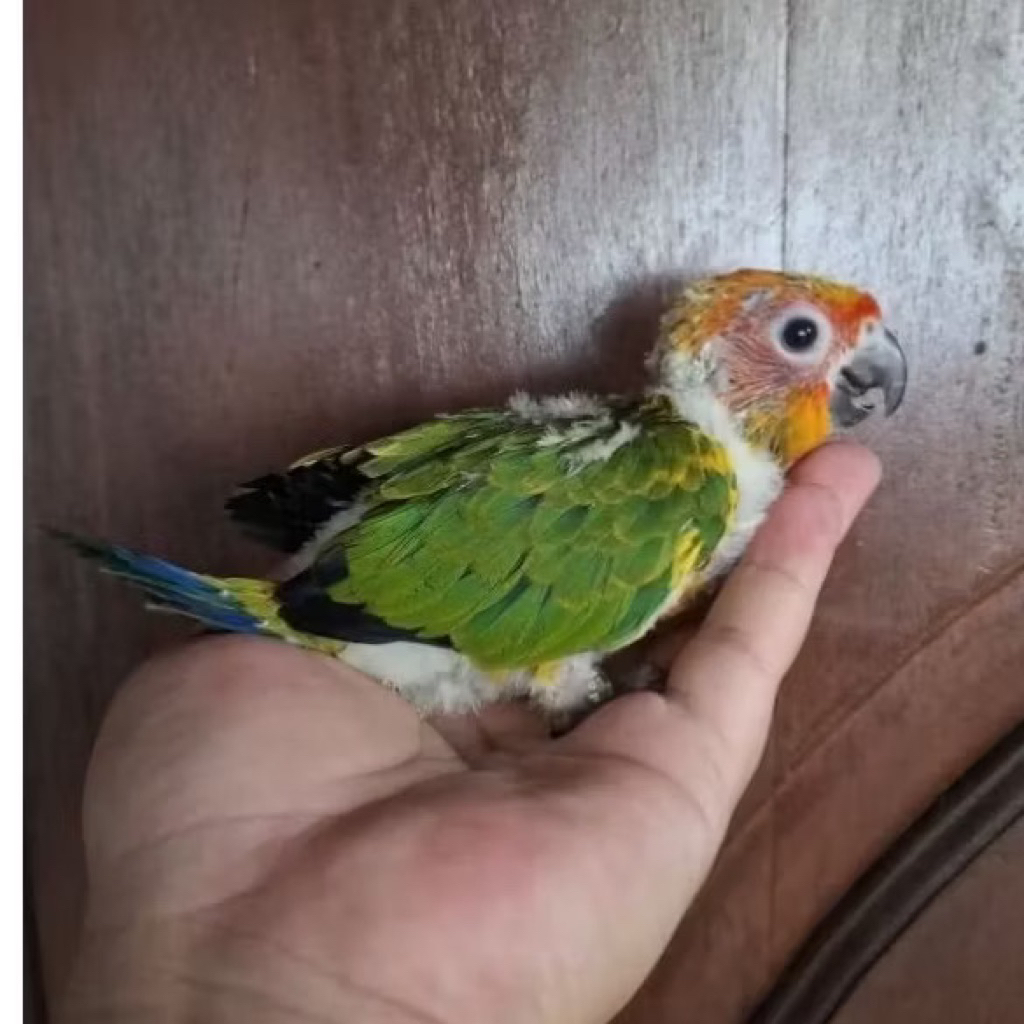Baby Sun Conure Anakan Sehat pilihan
