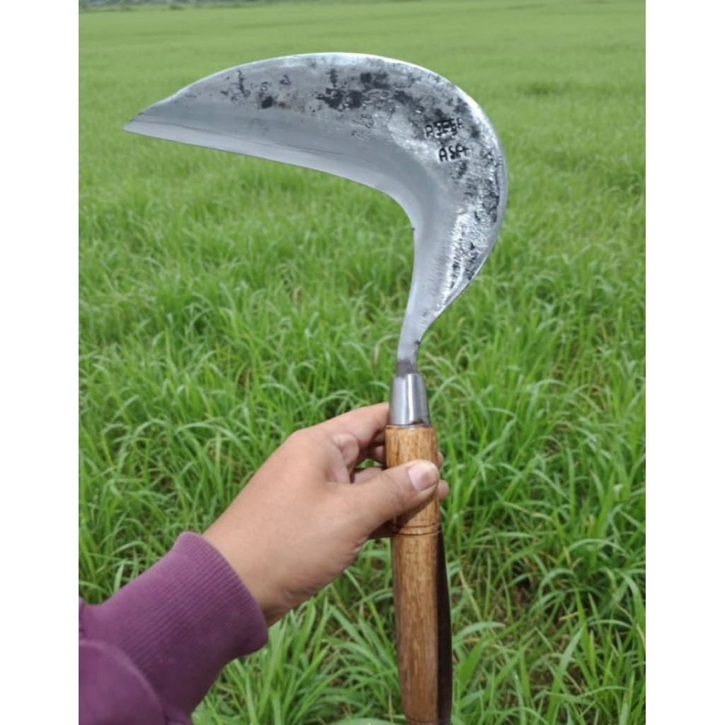 Arit Sabit Rumput Padi & Ranting Super Tajam CAP ASPER Siap Pakai [ Multifungsi ]