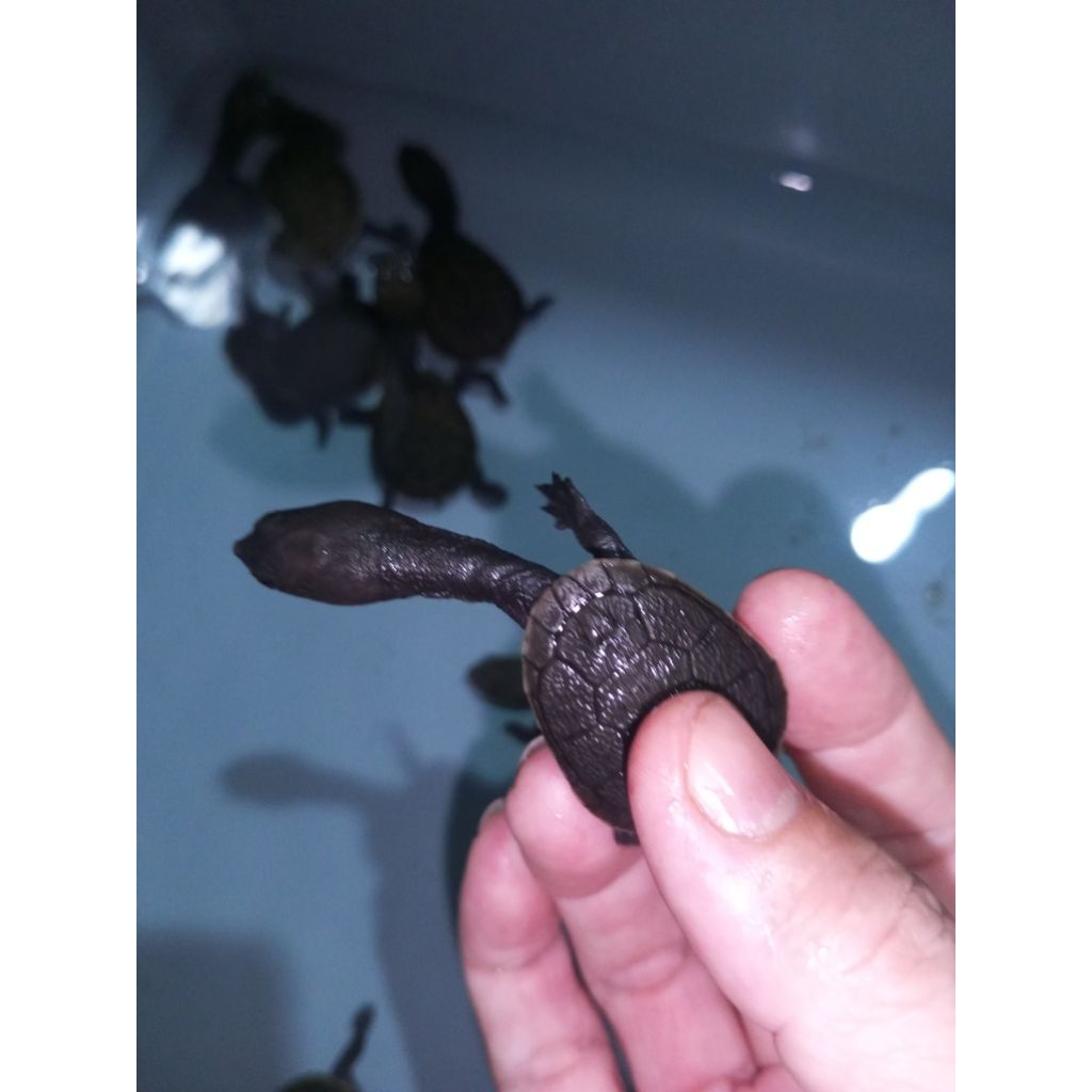 Kura kura Sieben / leher panjang