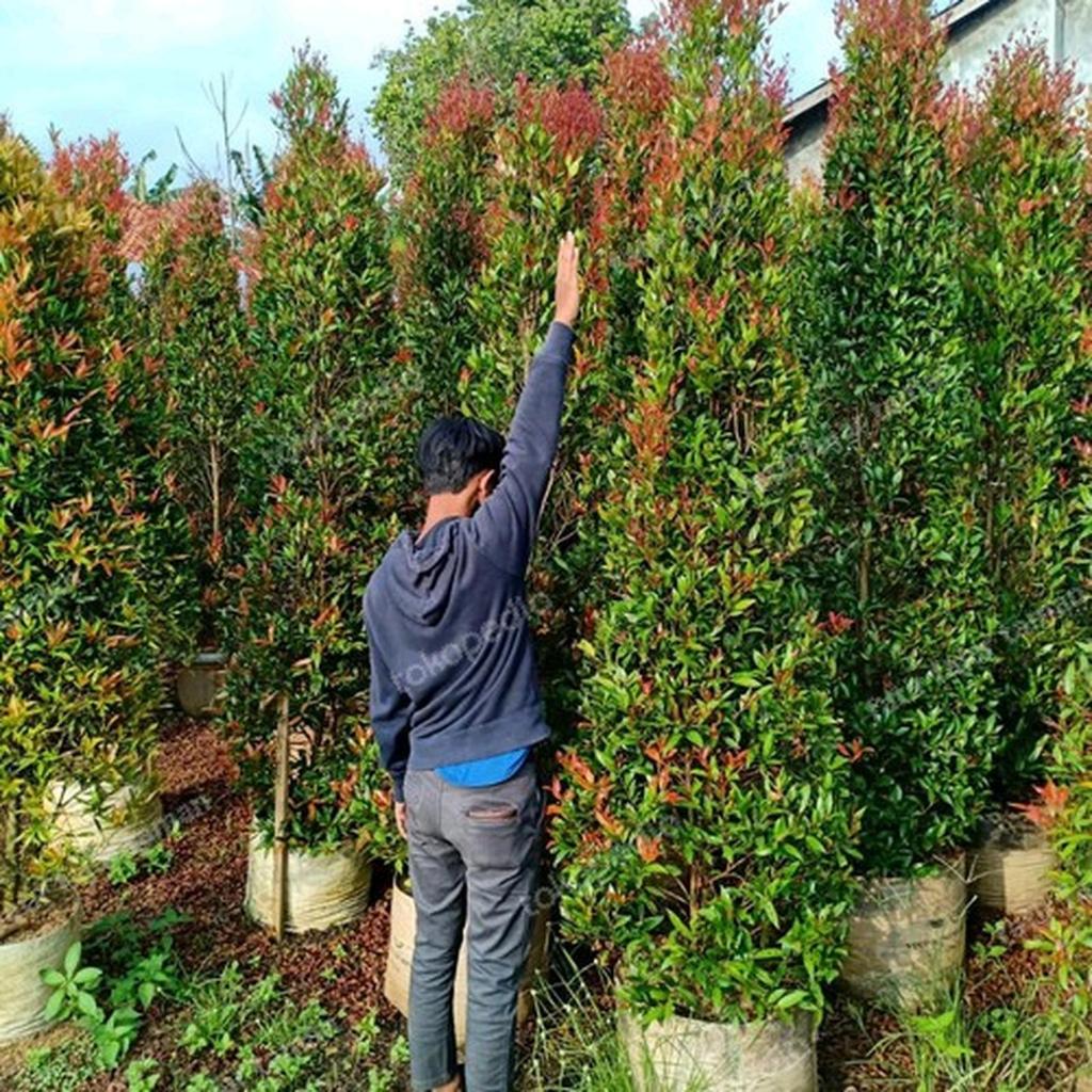 Tanaman Pucuk Merah Tinggi 2 Meter - Tanaman Daun Pucuk Merah 2M Murah - Pucuk Merah 2 Meter Up