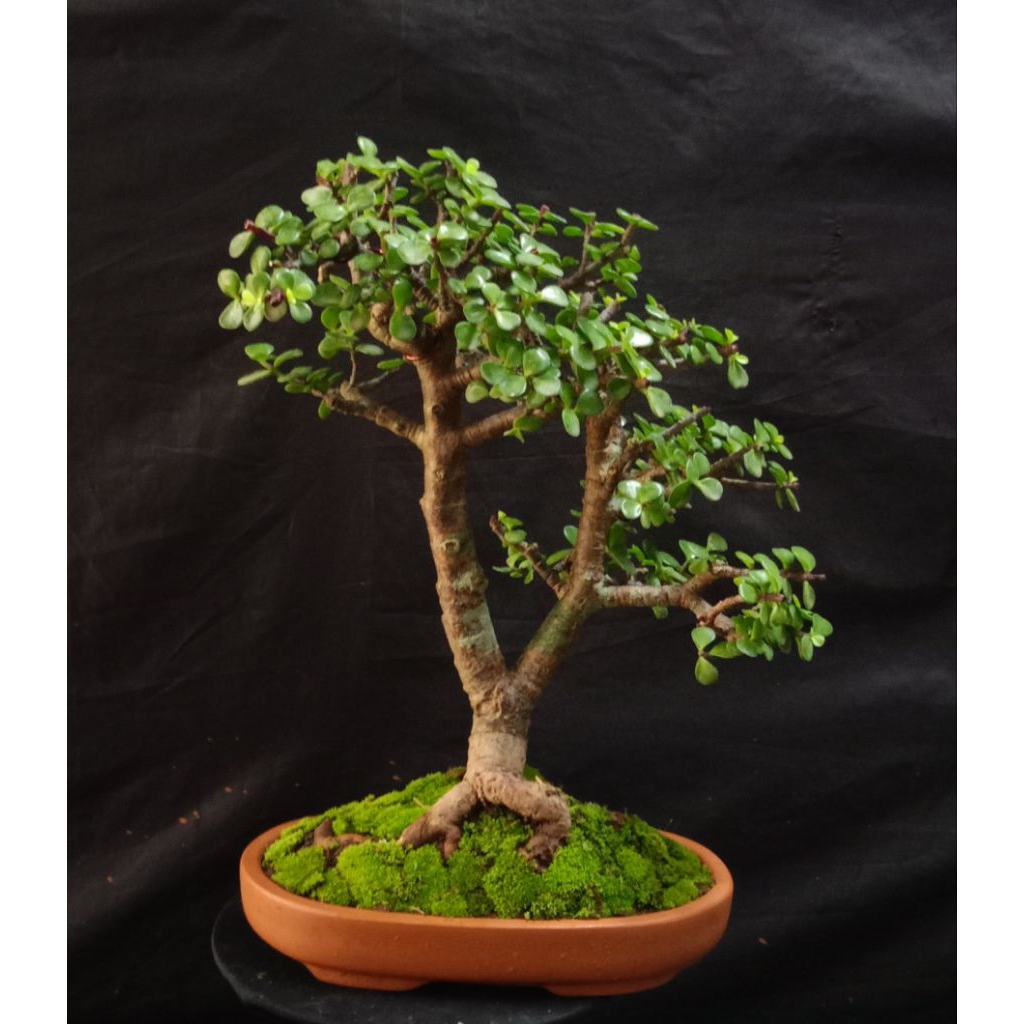 portulacaria afra