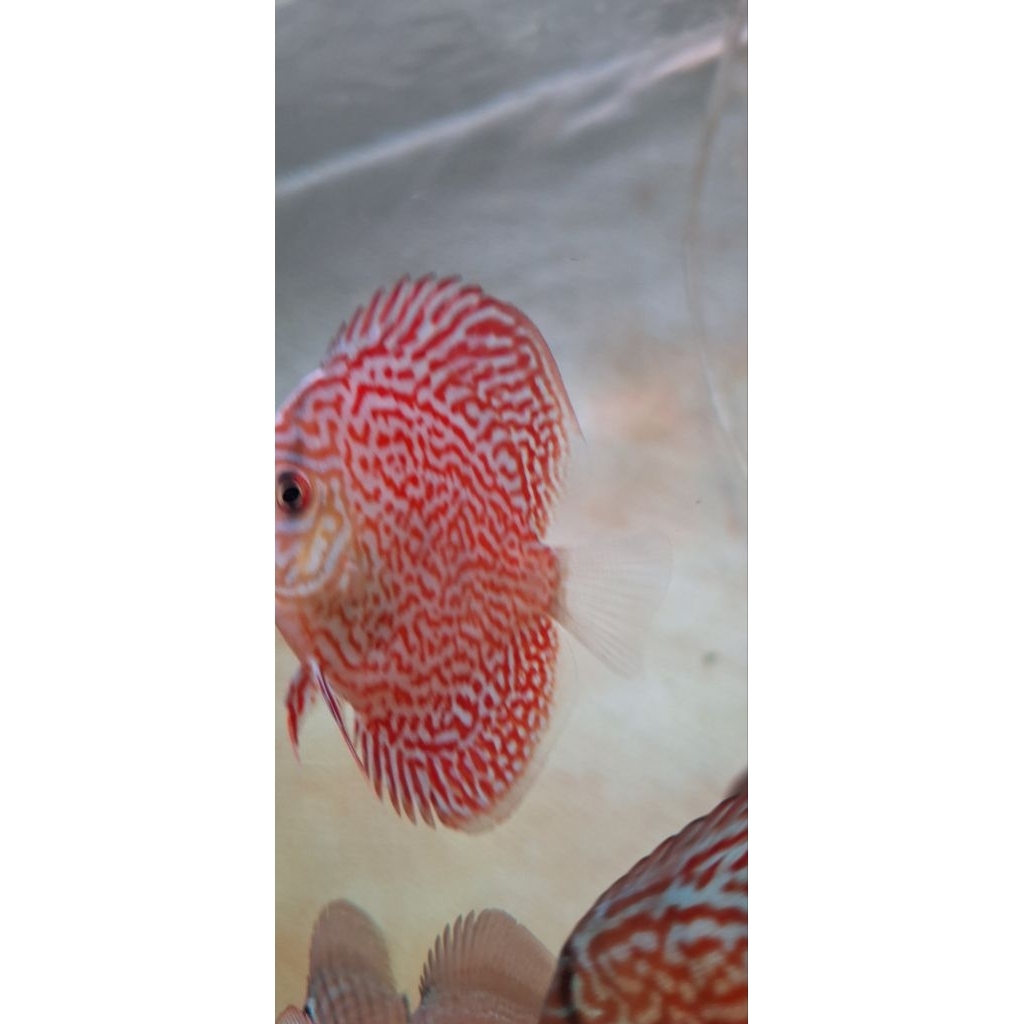 hiasan aquarium discus leopard