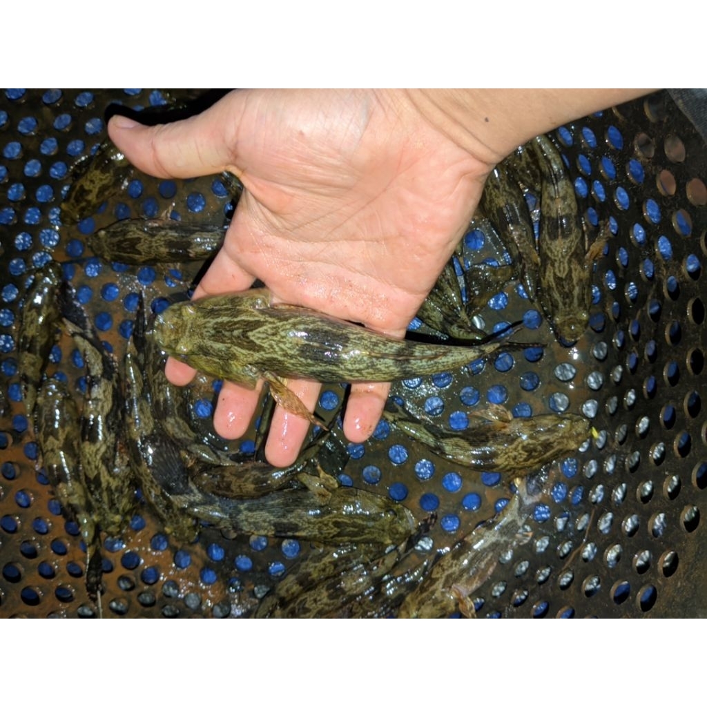 ikan gabus malas betutu/boboso