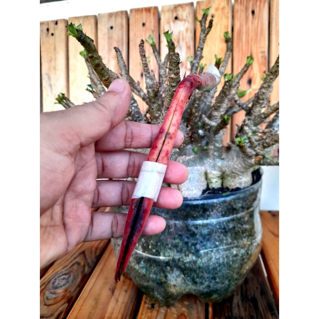 Biji Adenium Arabicum WKK x KHZDD