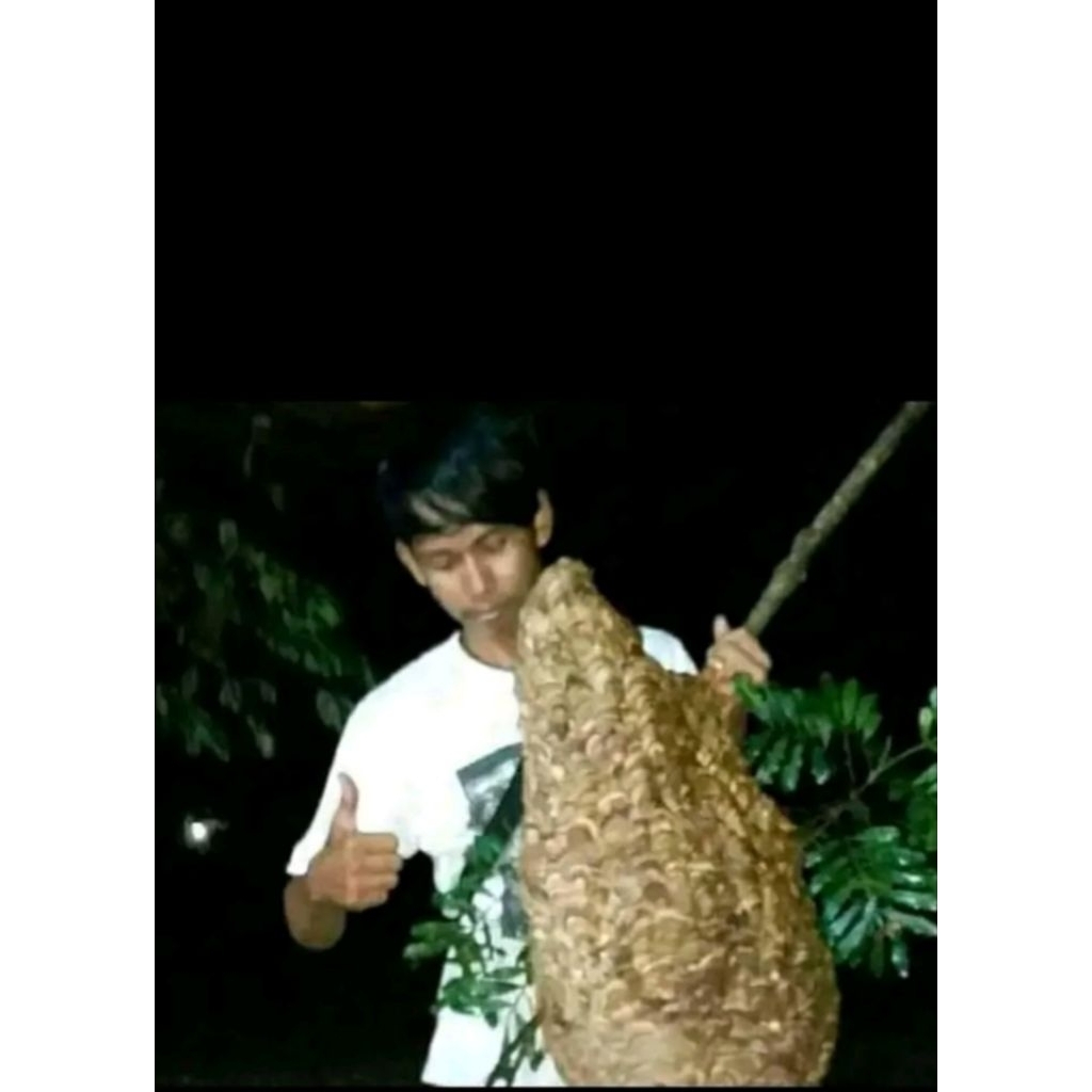 Larva Tawon_Vespa Apvinish Umpan Pancing (100Gram) Fresh Hidup