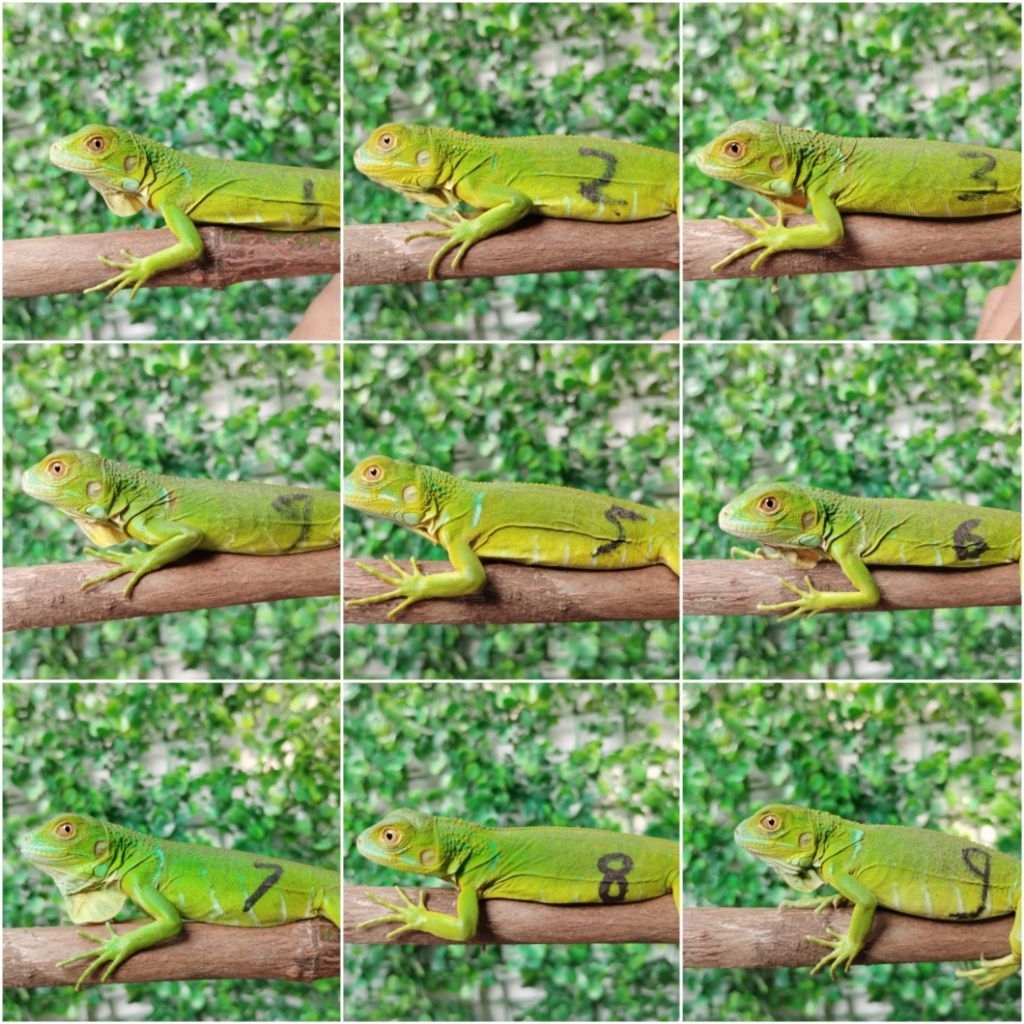 pelet Iguana Baby Green 27cm (bisa pilih)