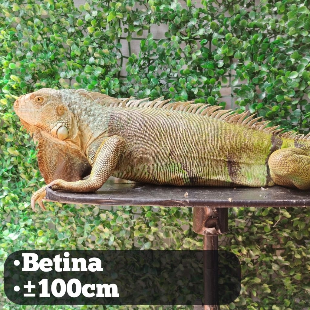 pelet Iguana Betina Green 100cm