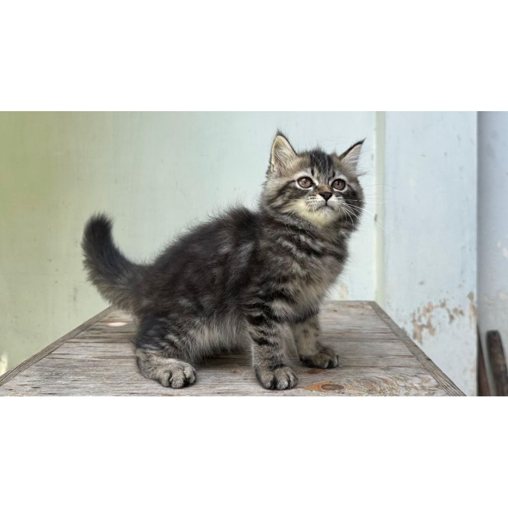 KUCING PERSIA MEDIUM JANTAN 2 BULAN BLACKTABBY