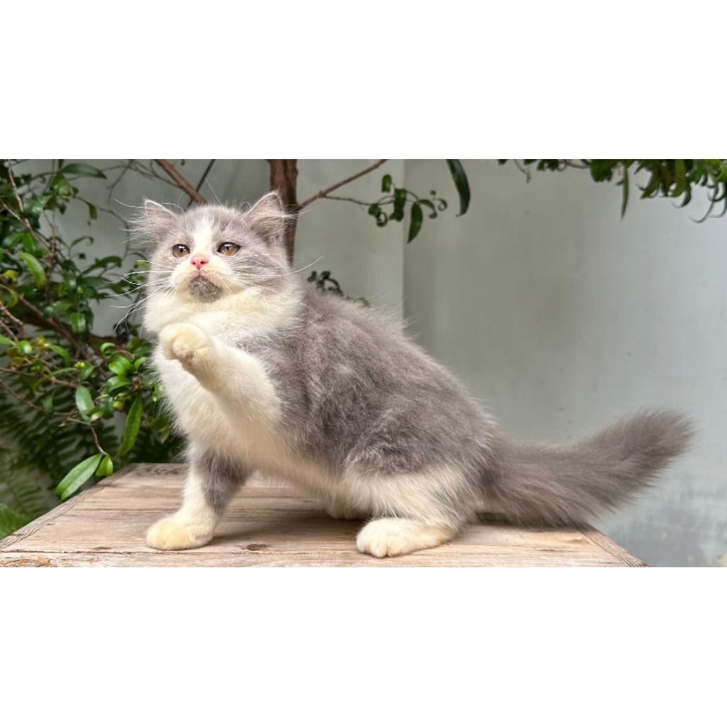 KUCING PERSIA MEDIUM BETINA 3 BULAN BLUE&WHITE