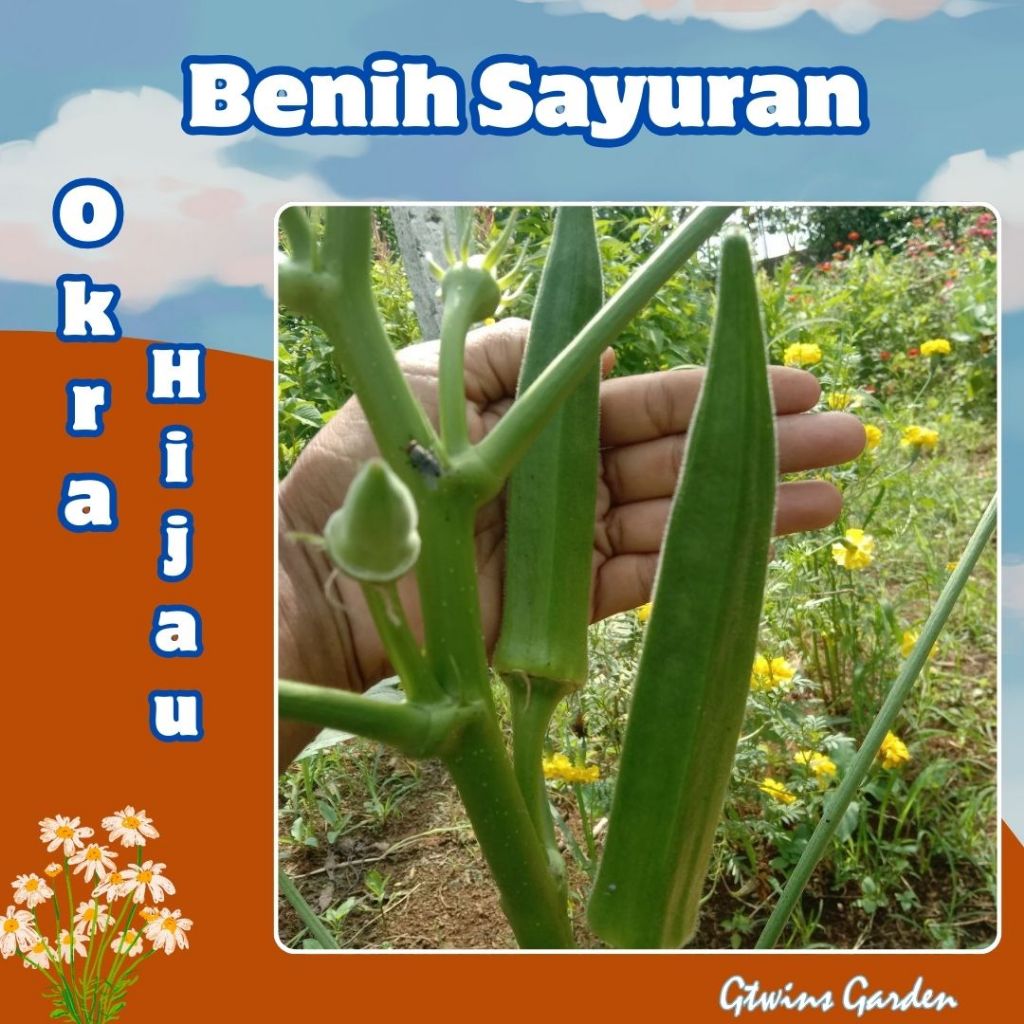 GG | 100 Benih Okra Hijau Sayur Buah