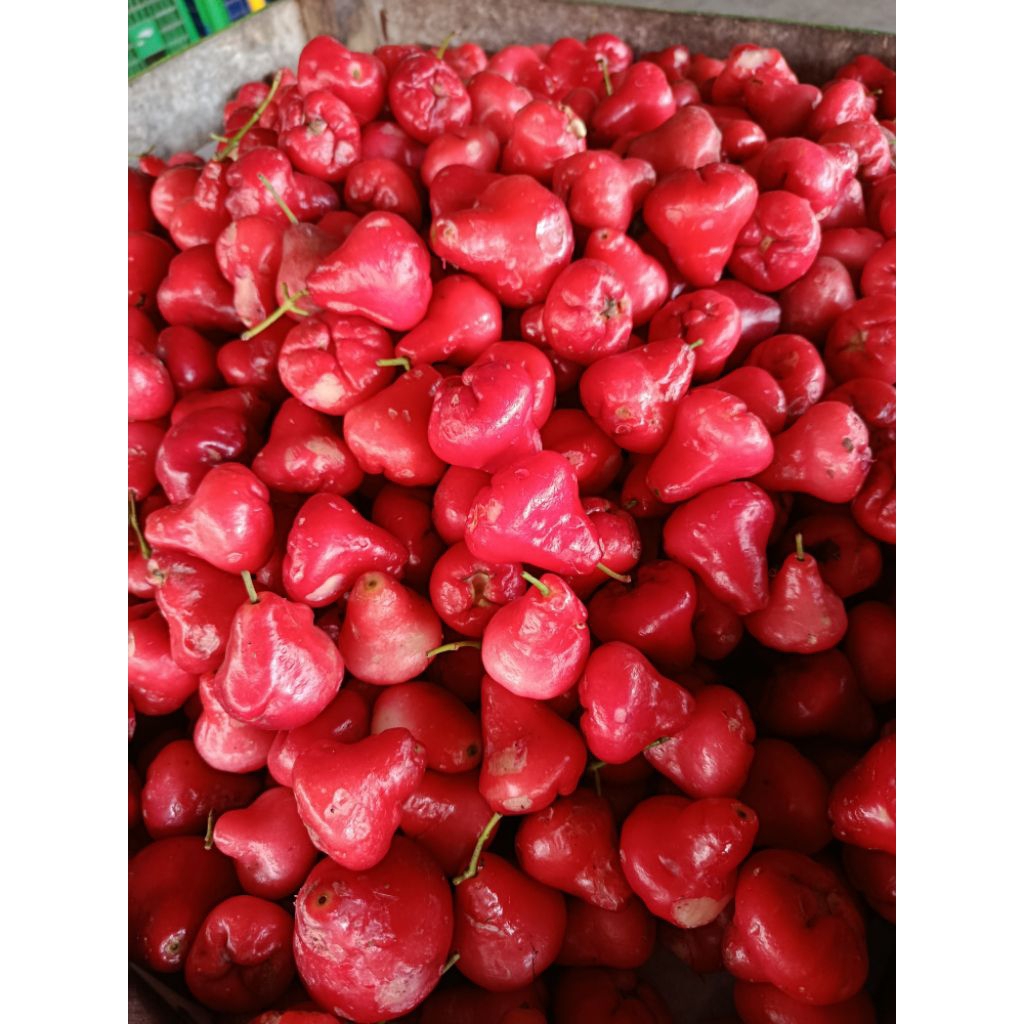 jambu air | Jambu rujakan | jambu